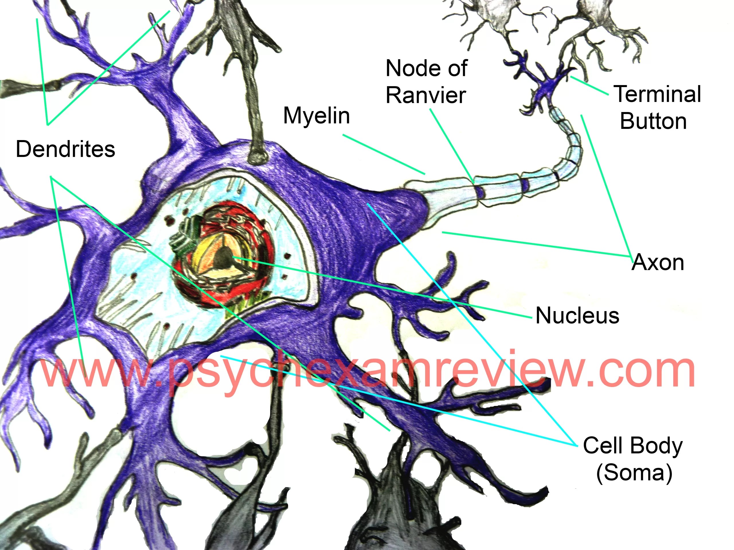 Neuron Cell Structure