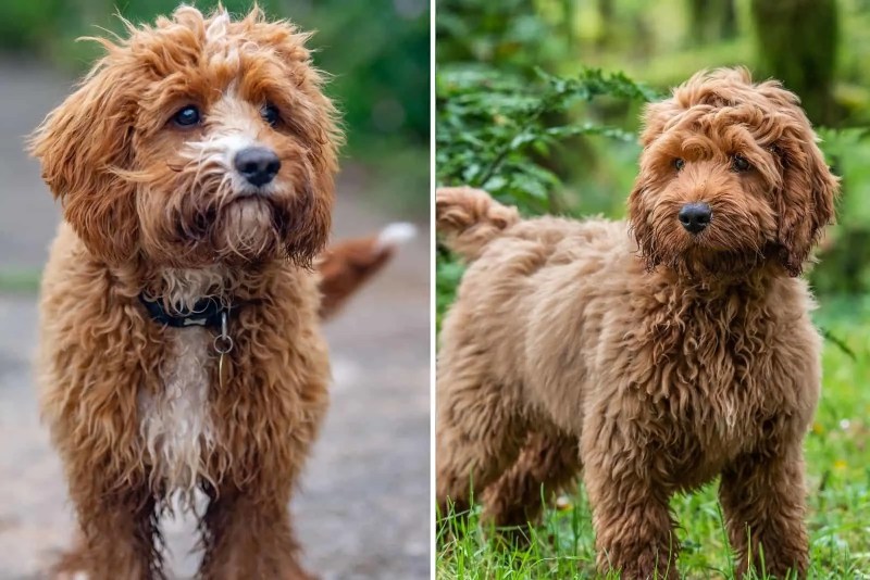 how do i train my dog to speak