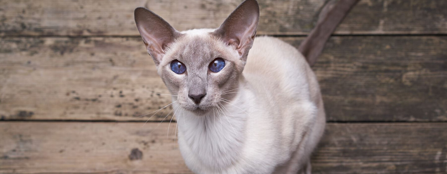 It's tempting to believe you know everything about your furry, feline friend(s). 10 Cats with Big Ears Just Too Cute for Words! | Purina