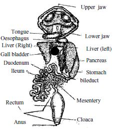 Click here to get an answer to your question ✍️ draw a neat diagram of digestive system of frog. Digestive System Of Toad Qs Study