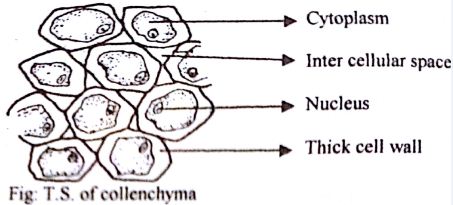 Tes paid licence how can i … Structure and Function of Collenchyma Tissue - QS Study