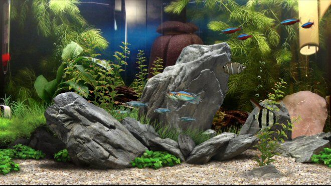 Now that you’ve spent time and money on the fish colony of your dreams, it is understandable that you want to house your underwater pets in an appropriately attractive aquatic oasis. Dream Aquarium - 37 Fish Tank Backgrounds (Download