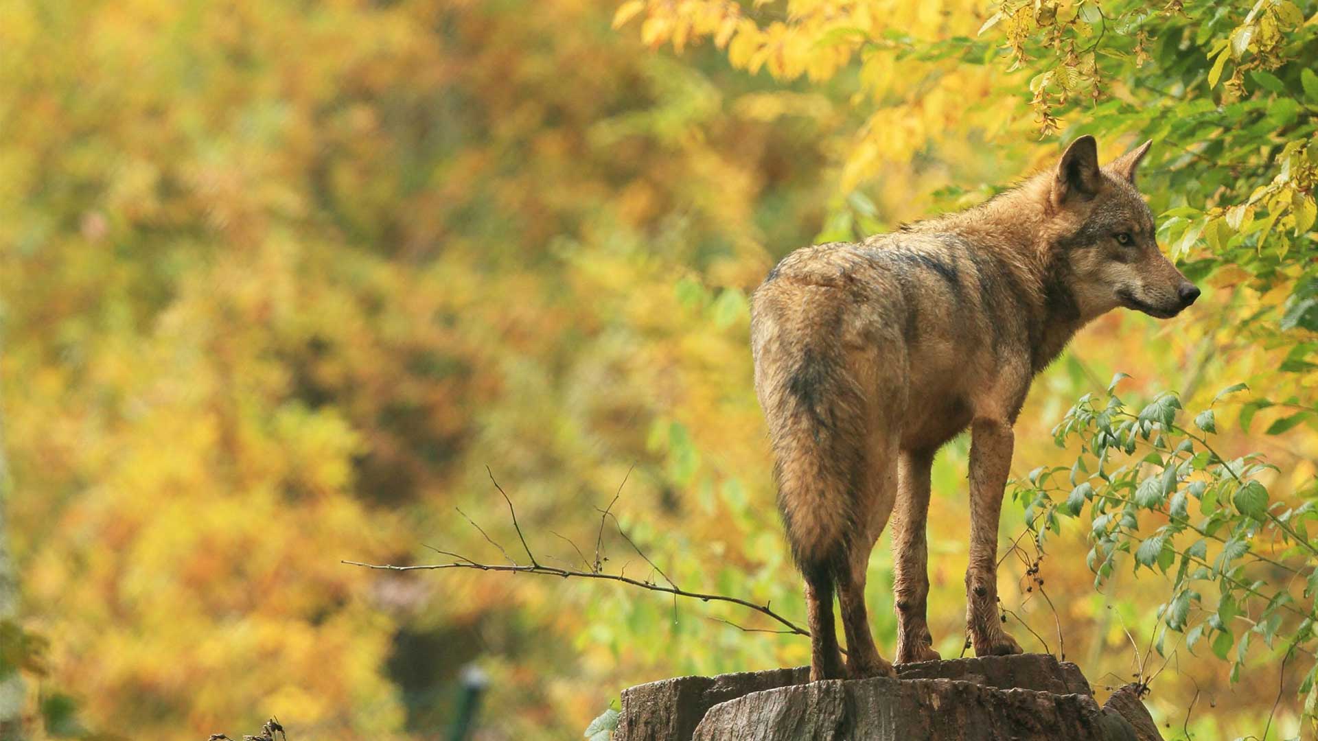 Der Wolf Zurück In Deutschland - Quarks.de 1080_x_1920_jpg