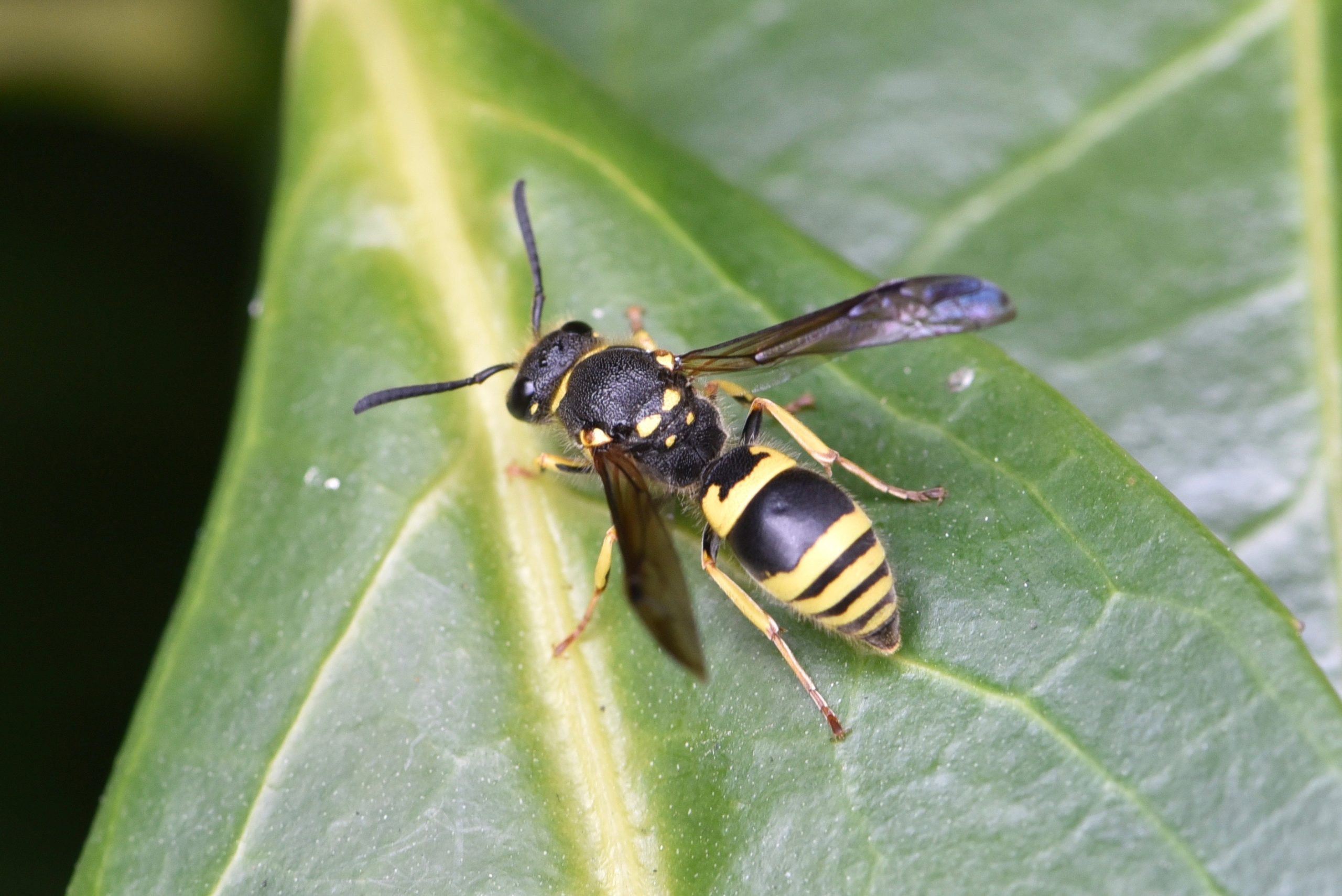 Une guêpe maçonne Ancistrocerus nigricornis Hyménoptères Quel est cet animal Une guêpe maçonne Ancistrocerus nigricornis Hyménoptères Quel est cet animal