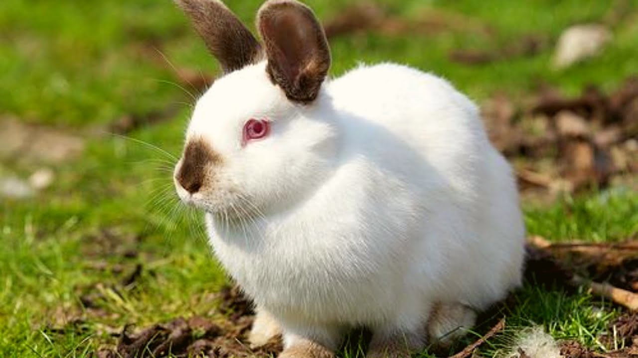 Lots of daily handling and love. Everything You Need To Know About Californian Rabbit