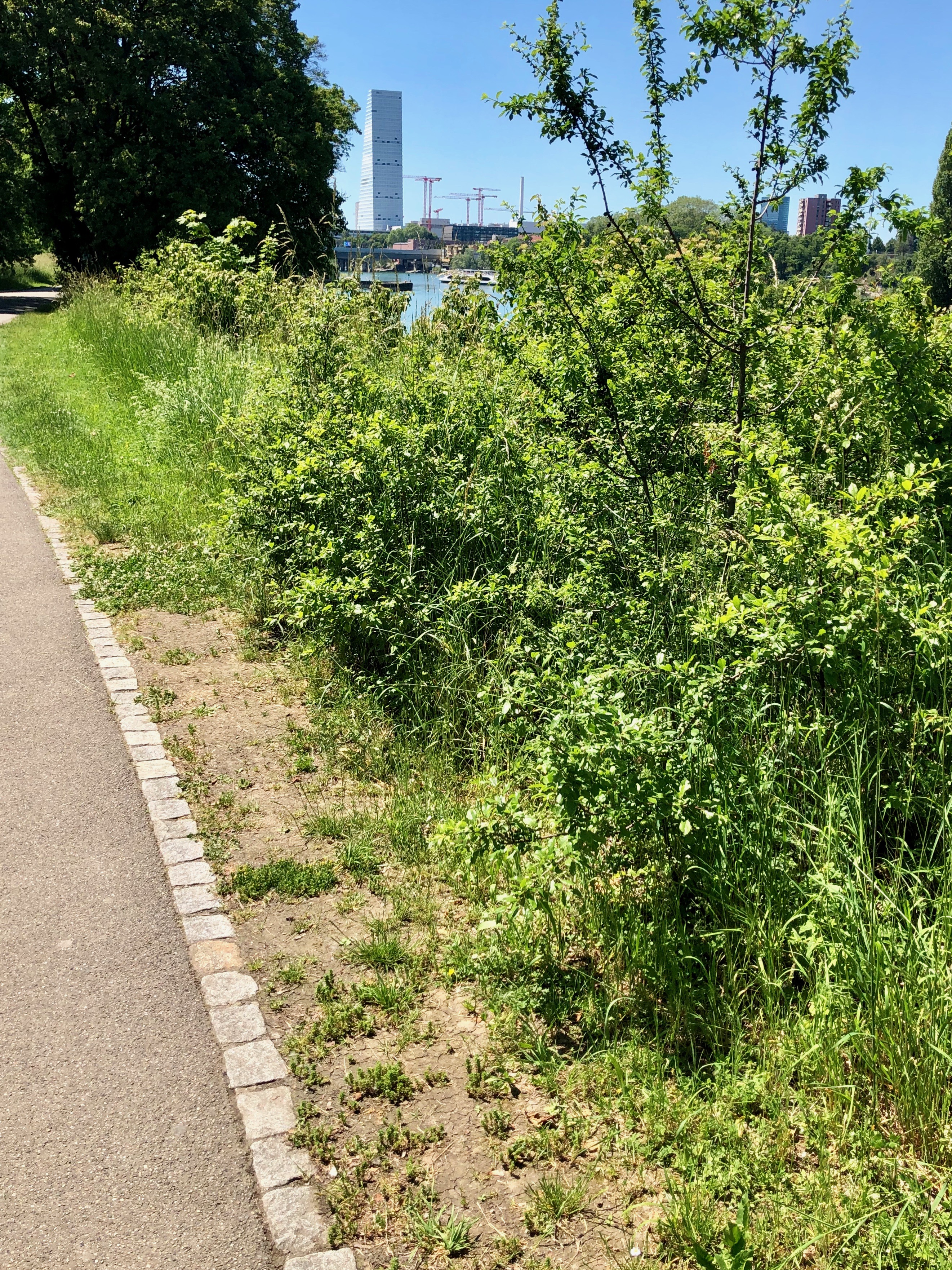 Rheinspaziergang, 02.06.2019 6 IMG 4773