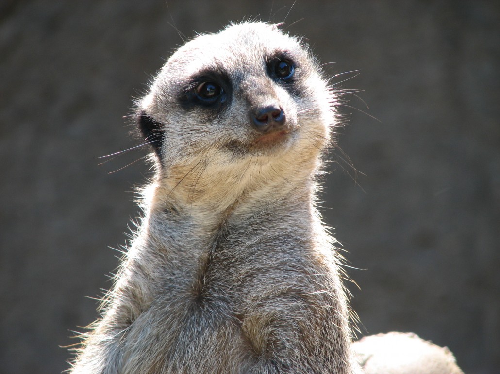 Comfort keepers jobs · caregiver. Animal Encounters at Reaseheath - Reaseheath College