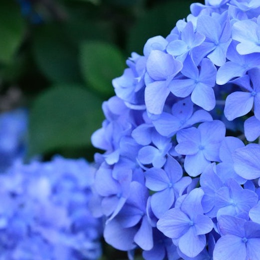 Reboot-Experience-Azores-Hydrangea