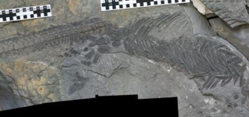 New ichthyosaur species is a ‘black sheep’ of evolution