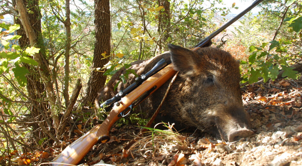 Book hog hunts in texas! North Texas Hog Hunts Red River Boar Hunting Trips Wild Hog Hunting Trips In Texas Dogs Pig Hunt Trophy Boar Fun Hunting Trips