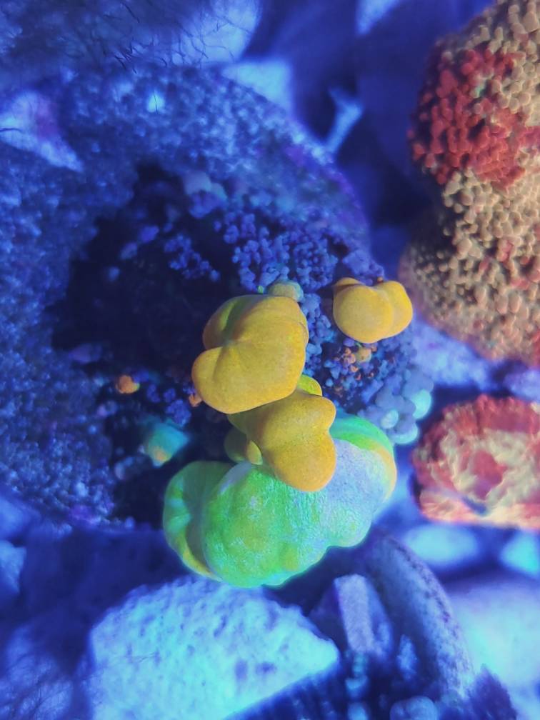 3 godzilla bounce yuma baby. Pennsylvania - Powerball Bounce Mushroom | REEF2REEF Saltwater and Reef Aquarium Forum