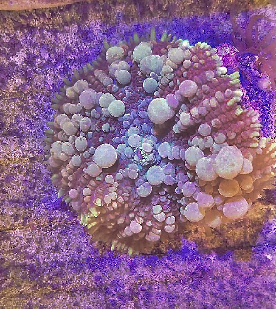 Wysiwyg live coral chunky powerball bounce mushroom | ebay. Florida Powerball Bounces Reef2reef Saltwater And Reef Aquarium Forum