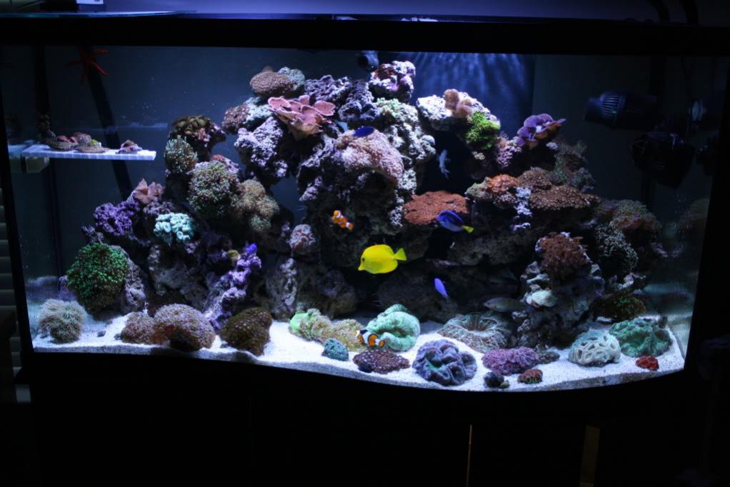 Custom solid color background for fish, reef, or reptile tanks. Tank Background Color Black Or Blue Page 2 Reef2reef Saltwater And Reef Aquarium Forum