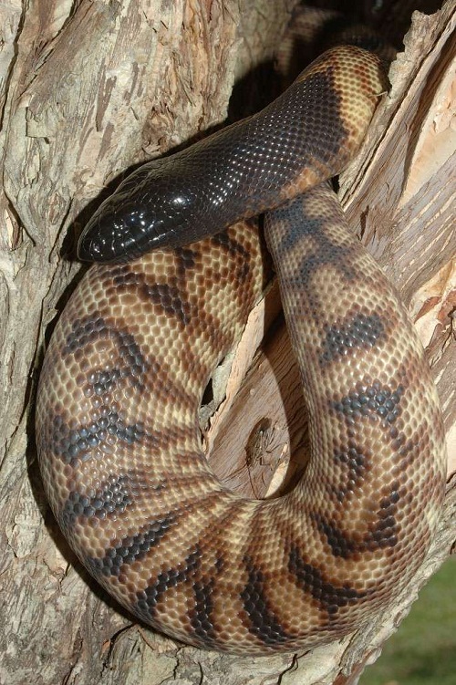 It is also one of … Black Headed Python Facts and Pictures | Reptile Fact