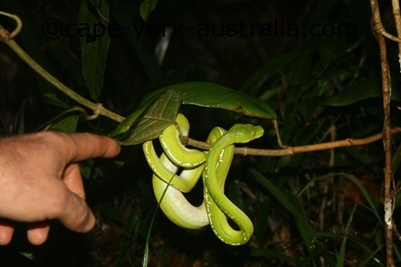 In the wild, burmese pythons typically grow to 5 m (16 ft), while specimens of more than 7 m (23 ft) are unconfirmed. Green Tree Python Facts and Pictures