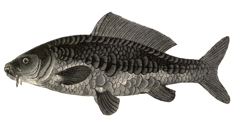 pic Simple Mirror Carp Drawing mirror carp drawing from 1841 stunning black and white fish illustration