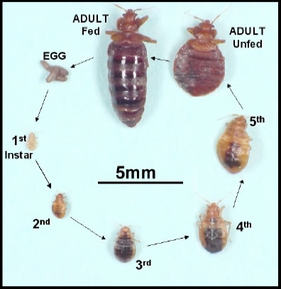 If you notice any signs of bed bugs on your possessions, isolate the items and treat them for bed bugs before you bring them into your house. Ridder Pest Control LLC