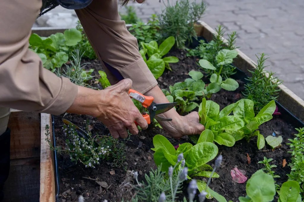 Imagen de la noticia "Huerta en casa: qué sembrar en agosto para empezar a cosechar en pocas semanas" publicada por rionegro.com.ar