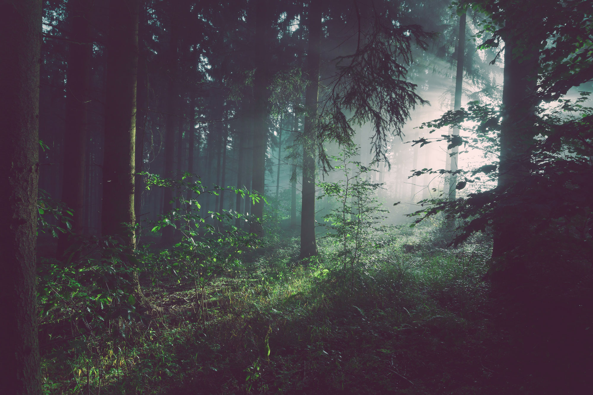 Timberland partners with treedom to plant 26,000 trees in Ghana, for a  greener future | Retail \u0026 Leisure International