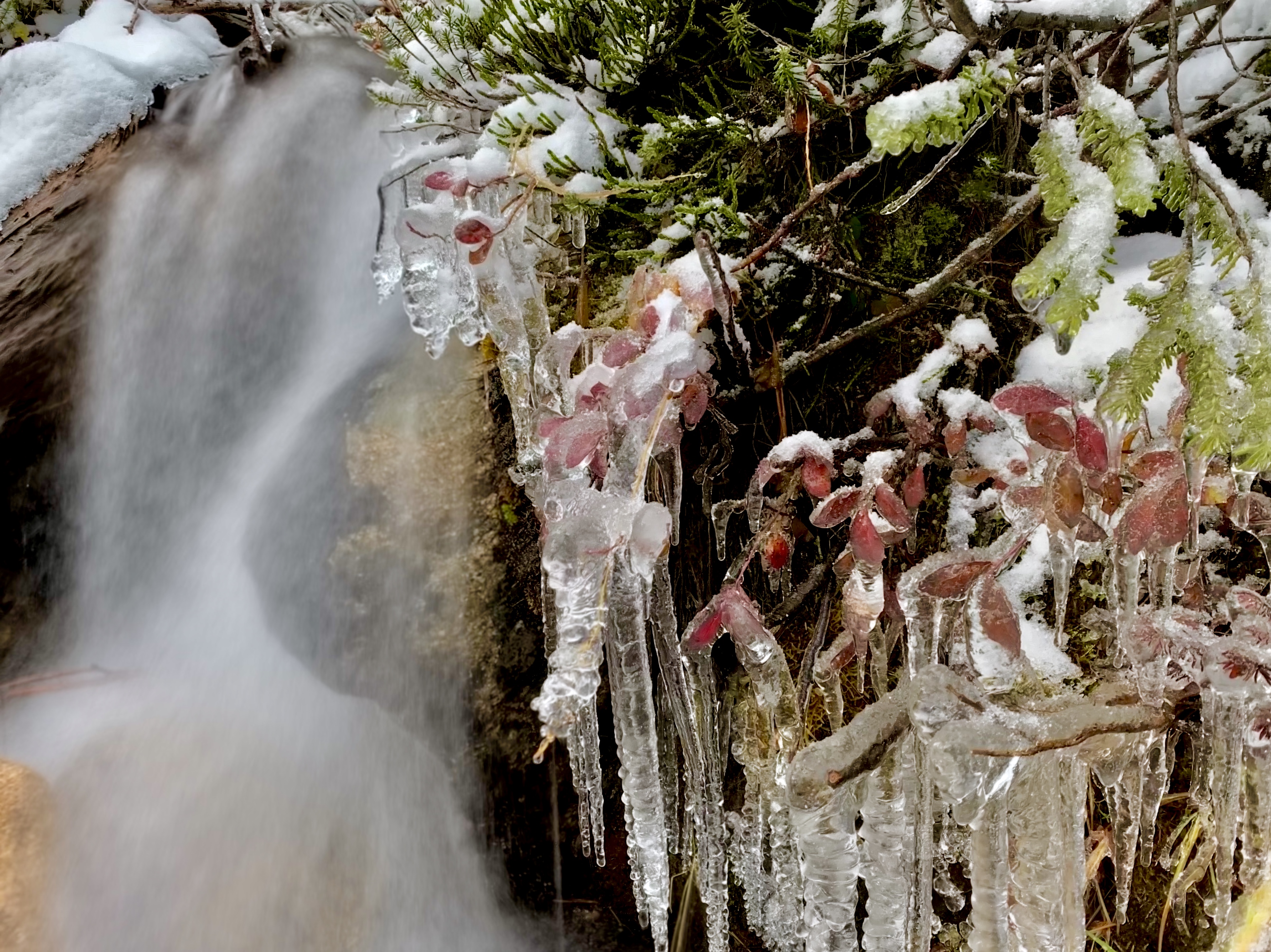 Ice that formed on the branches and shrubs near a waterfall along the trail