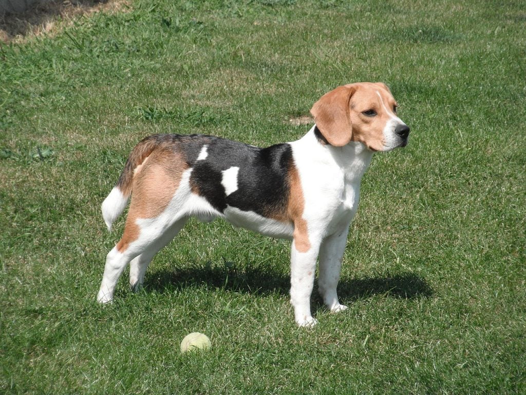 And with their appealing soulful expression, it's perfectly natural that many people consider them as potentially wonderful pets. Beagle Dog Breed Facts Information The Dog People By Rover Com