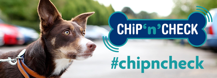 Update your pet`s microchip details with the uk pettrac database for microchipped pets. Dog Microchipping All You Need To Know Rspca