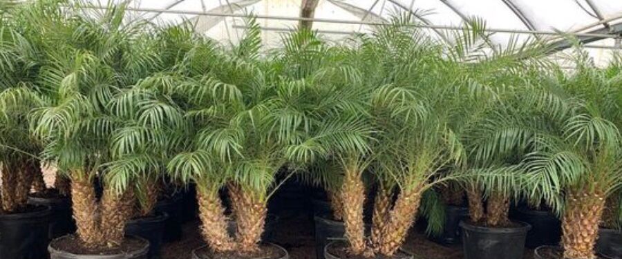 20 Jenis Pohon Palem untuk Menghiasi Rumah - Blog Ruparupa