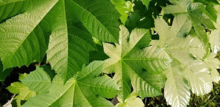 Jarak termasuk tanaman yang seluruh bagiannya bisa ibu manfaatkan, mulai . 17 Manfaat Daun Jarak Bagi Tubuh Dan Efek Sampingnya Blog Ruparupa