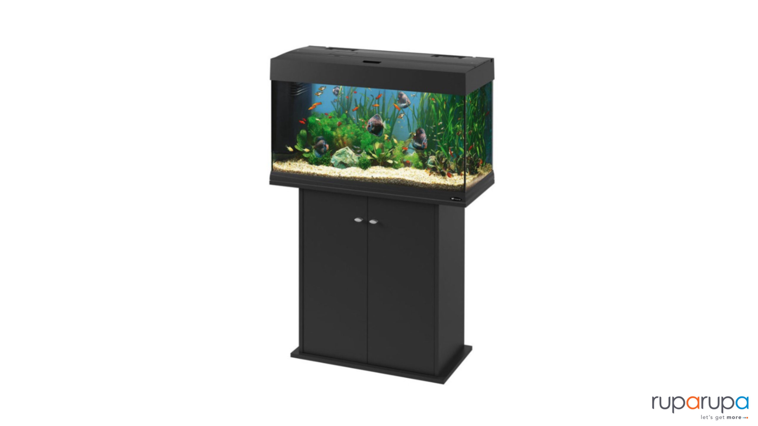 Cara Memelihara Ikan Discus Di Aquarium Untuk Pemula