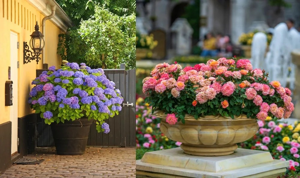 Plants For Sunny Patio Pots Patio Ideas