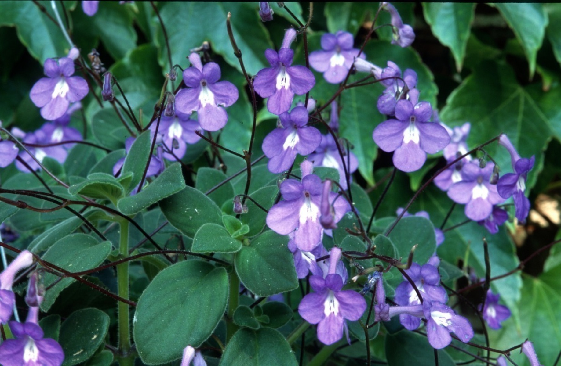 Streptocarpus Plant Streptocarpus planter et cultiver â€“ Ooreka