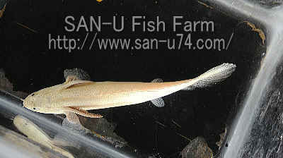 プラチナエンドリケリーショート : ç¾å°ããã®å£²ãè¾¼ã¿ãã¤ã³ããã·ã¢ã'