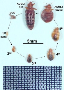 If you buy through links on this page, we. Bedbug Tent! | SansBug