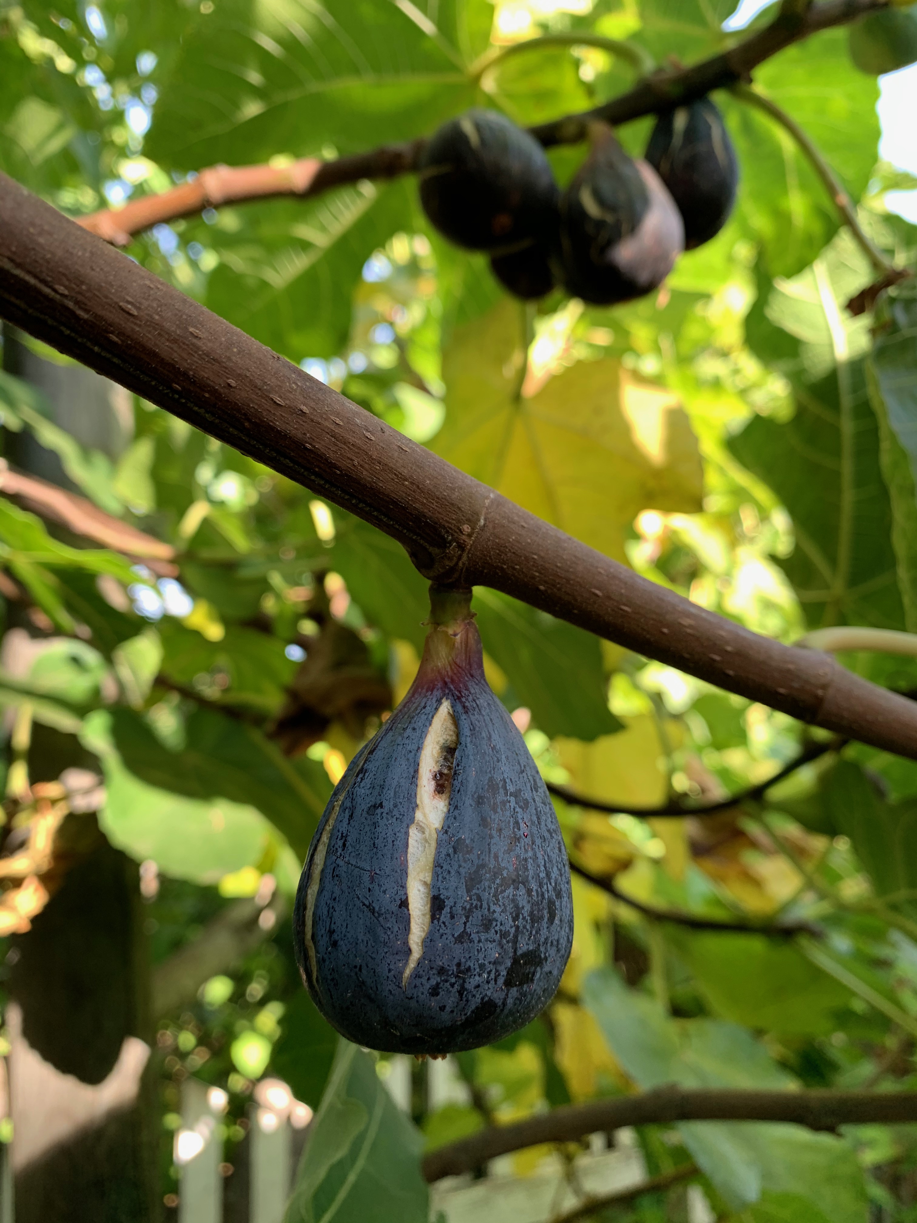 Tom Karwin, On Gardening | Future fig treats – Santa Cruz Sentinel