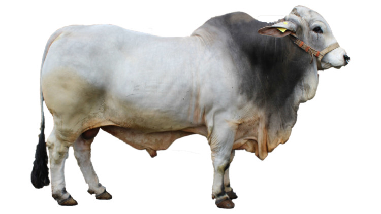 Sekolah di indonesia identik dengan warna merah dan putih. 7 Jenis Sapi di Indonesia Beserta Gambar