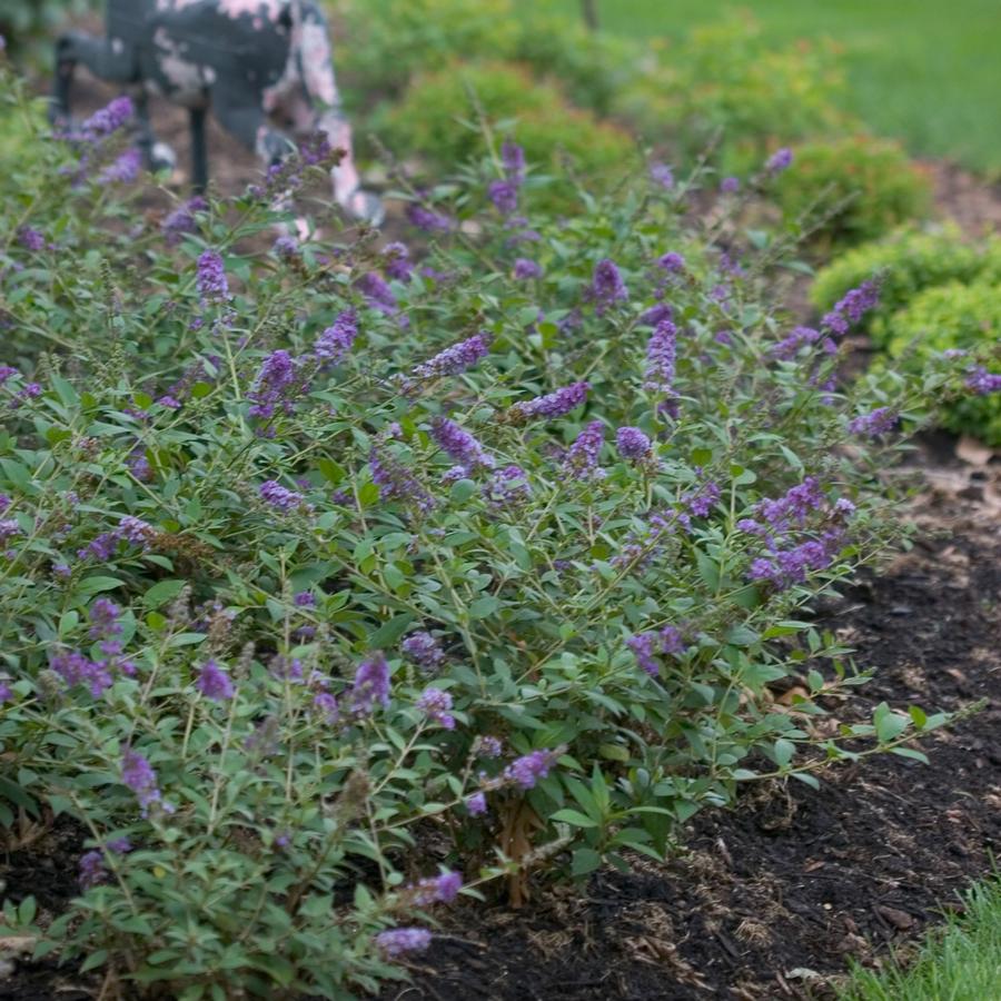 'blue chip' stays under three feet tall without any . Buddleia Lo Behold Blue Chip Butterfly Bush From Saunders Brothers Inc
