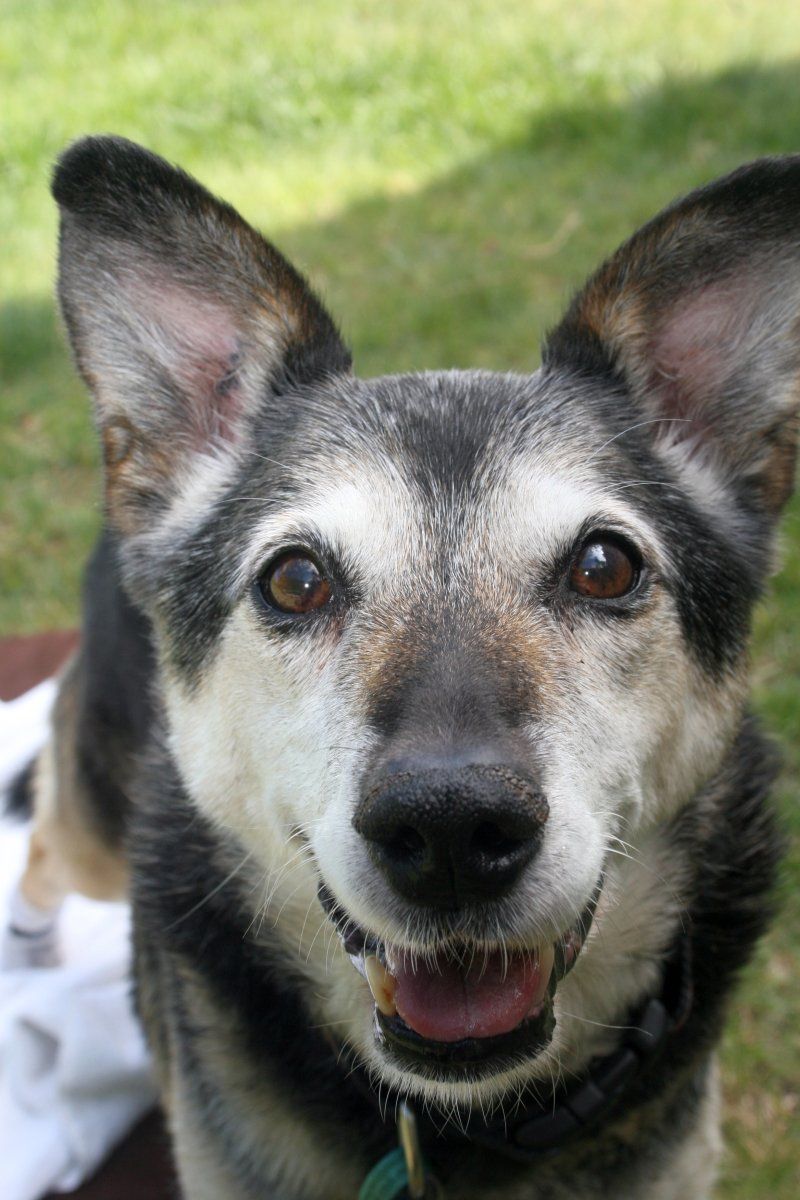 Training your puppy to spend time in their crate takes advantage of a dog's natural den instinct,. Degenerative Myelopathy in Dogs