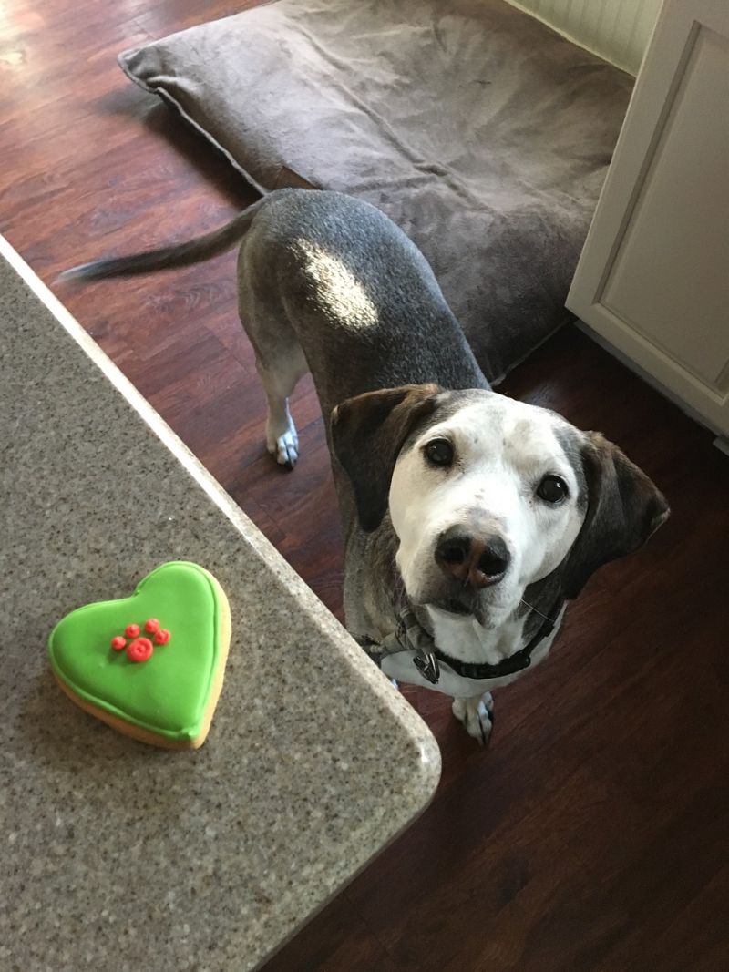 43+ Clever Blind Puppy Symptoms - Dog Cataract Treatments - Cataracts in Dogs Diagnosis | petMD : 27.02.2019 · symptoms of an inner ear infection include abnormal posture, a tilted head, the lack of coordination, and a loss of balance.