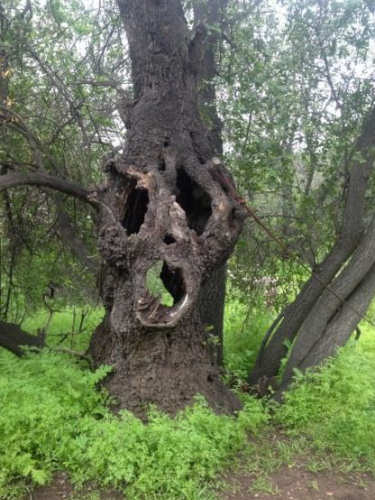 The original structure was burned down by the kenya land and freedom army . Creepy Trees | Scary Pictures | Scary For Kids