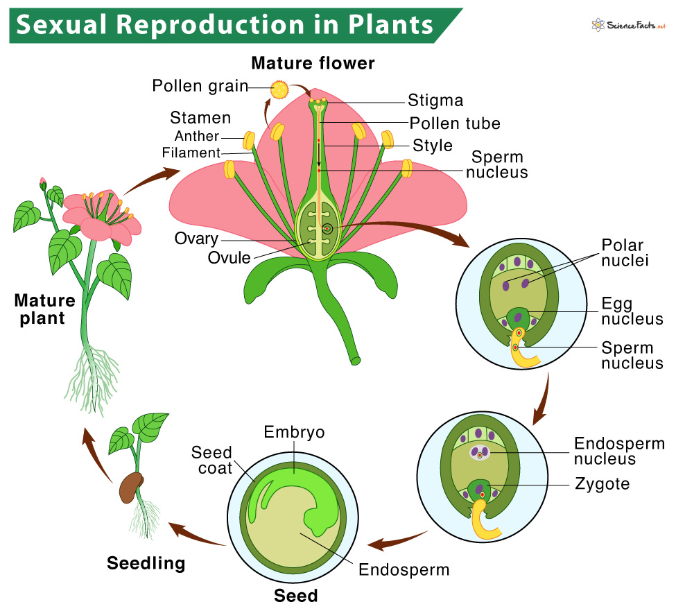 Bambi golombisky/e+/getty images plants are eukaryotic organisms that are characterized by their abilit. Reproduction In Plants Description Types And Diagram