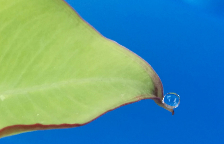 hydrophobicity will the drop stop or roll science friday