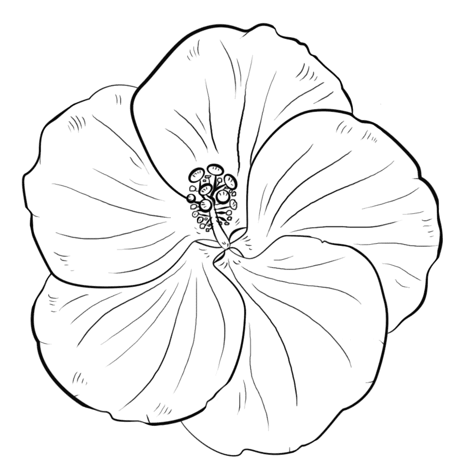 beautiful printable flowers coloring pages