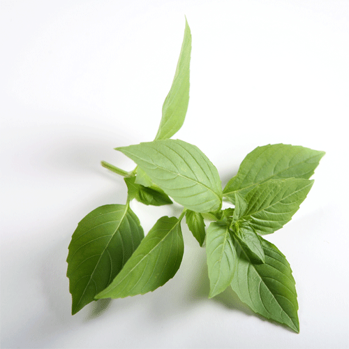 Organic Lime Basil Seeds Natural Seed Bank