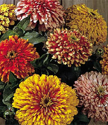 Our single sided double domed sapphire crystal has . Zinnia Seeds from around the world in Retail Packs