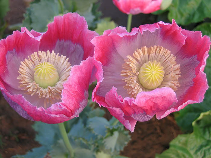 Such a rich true blue flower is a rare garden treasure. Our Favorite Poppy Flower Seed Page