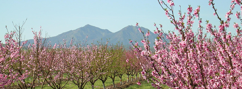 200, walnut creek, california, united states and has 62 employees. Home www.shadowlakeshoa.com