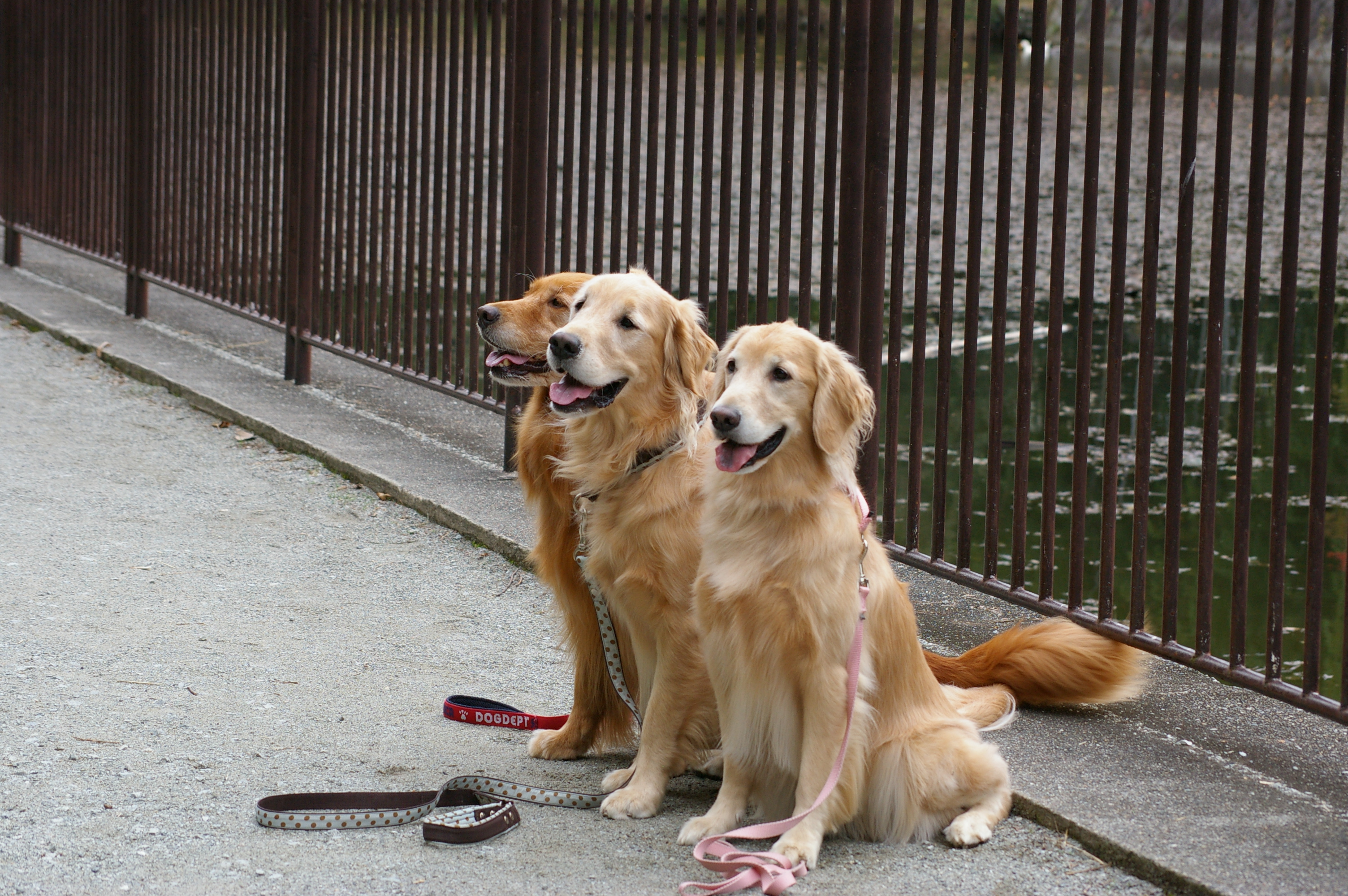 ケイティファミリーからのプレゼント シェル動物病院 大阪府吹田市五月が丘の動物病院 大阪 吹田 千里 南千里