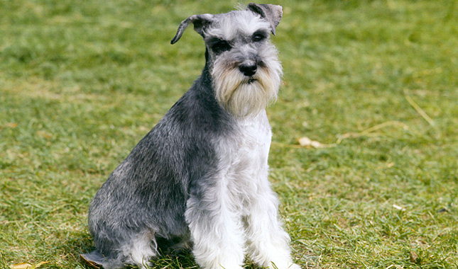 are schnauzers