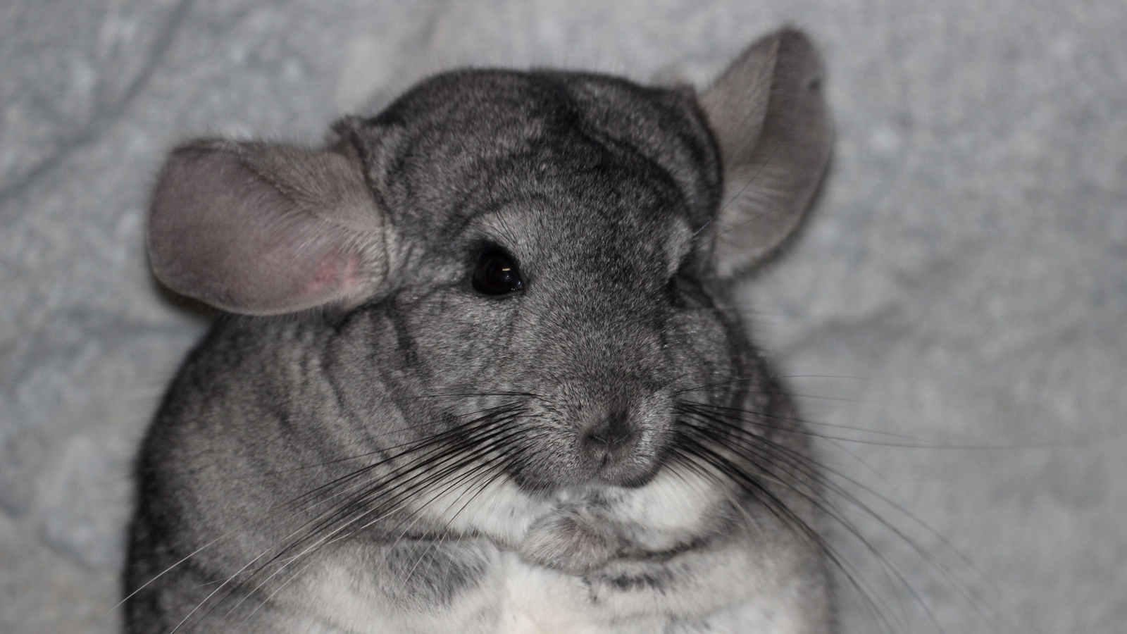 chinchilla litter pan