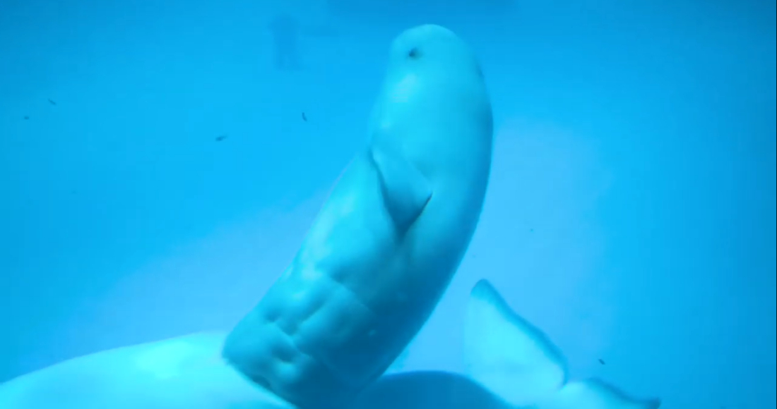 Video Bella Una Beluga Del Shedd Aquarium De Chicago Da A Luz A Su Primera Cria Es Un Macho De 63 Kilos
